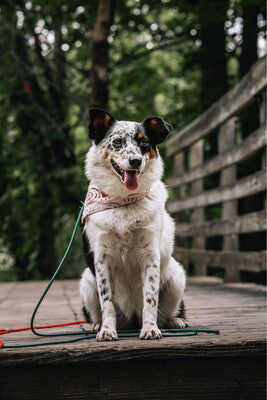 Sun & Rainbows Boho - Bandana | Reversible