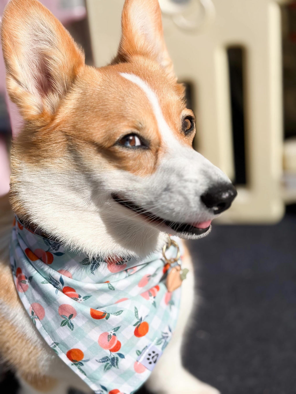 Peach Orchard - Snap On Bandana
