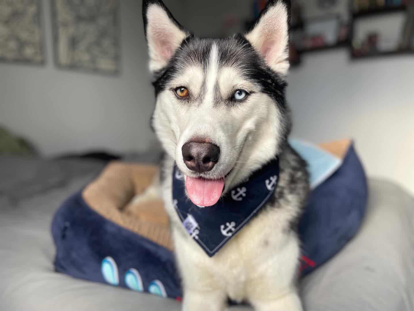 Sailor Reversible - Bandana