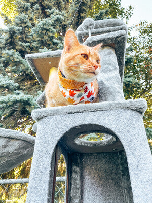 Fall Leaves - Bandana | Reversible