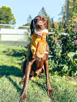 Fall Leaves - Bandana | Reversible