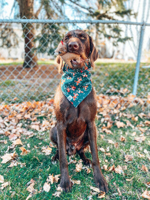 Reindeer & Mistletoe - Bandana | Reversible