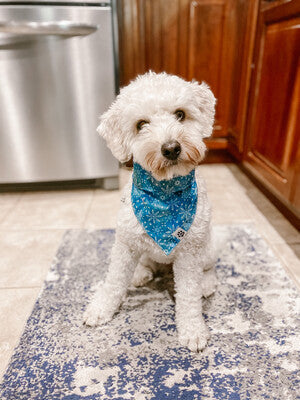 Snow Snow Snow - Bandana