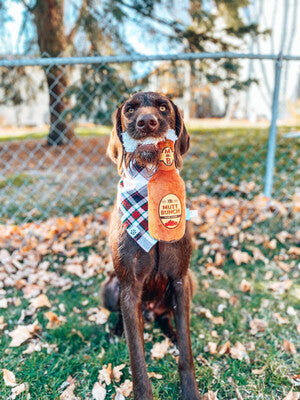 Holiday Llamas - Bandana | Reversible
