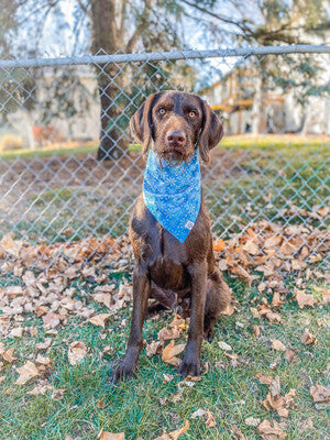 Snow Snow Snow - Bandana