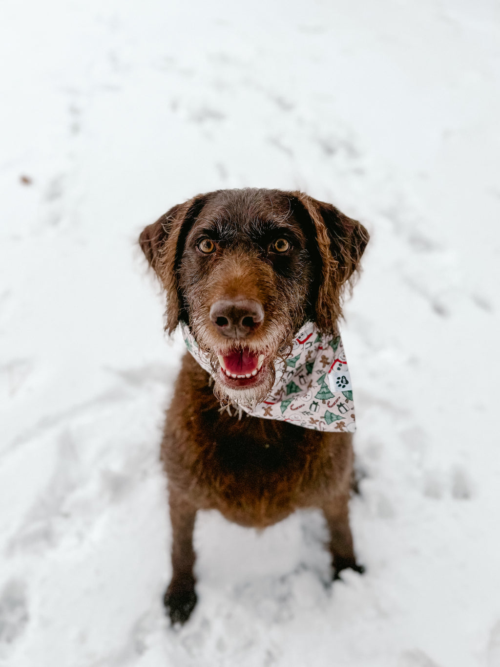 Classic Christmas - Bandana