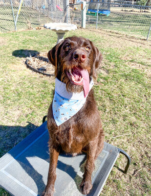 Daisies & Bees - Bandana | Reversible