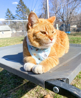 Daisies & Bees - Bandana | Reversible