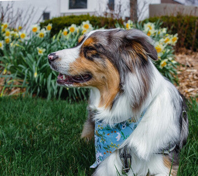 Wildflowers - Bandana | Reversible