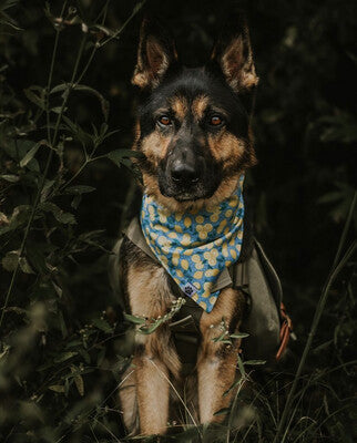 Lemon Dot - Bandana