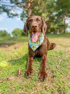 Lemon Dot - Bandana
