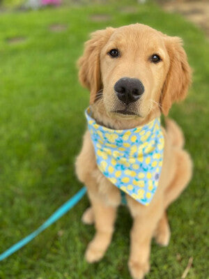 Lemon Dot - Bandana