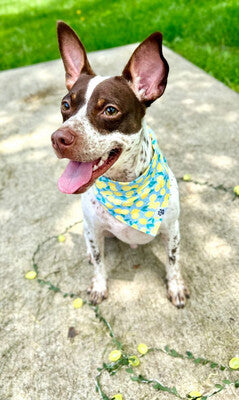 Lemon Dot - Bandana