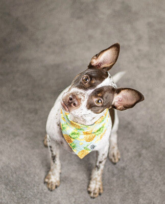 Pineapple On Blue - Bandana | Reversible