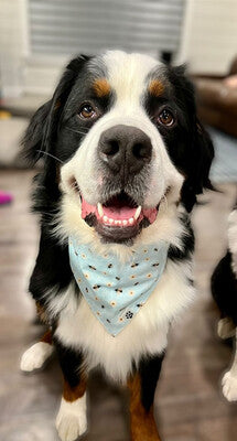 Daisies & Bees - Bandana | Reversible