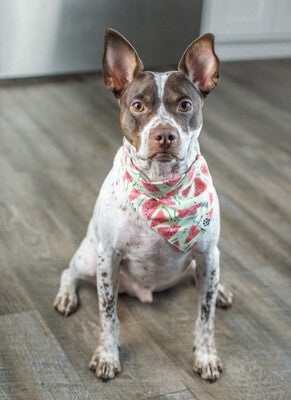 Watermelon | Bandana
