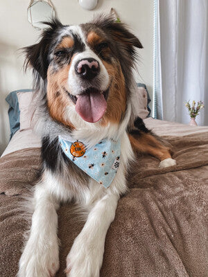 Daisies & Bees - Bandana | Reversible