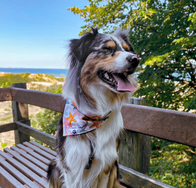Starfish - Bandana
