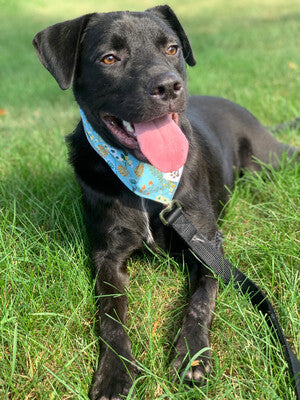 Wildflowers - Bandana | Reversible