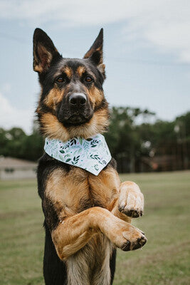 Blossom Dot - Bandana | Reversible