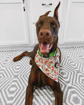 Watermelon | Bandana
