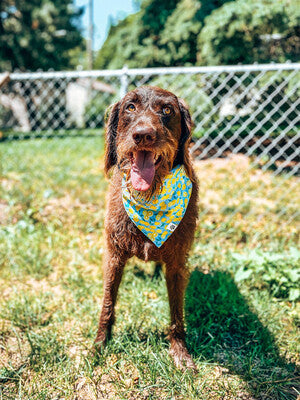 Lemon Dot - Bandana