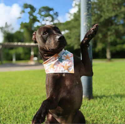 Starfish - Bandana