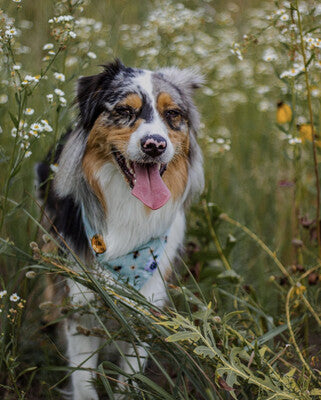 Daisies & Bees - Bandana | Reversible