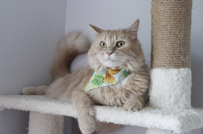 Pineapple On Blue - Bandana | Reversible