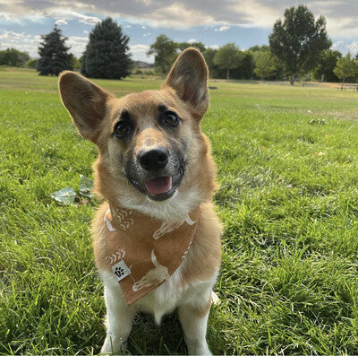 Boho Cow Skulls - Bandana