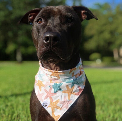 Starfish - Bandana