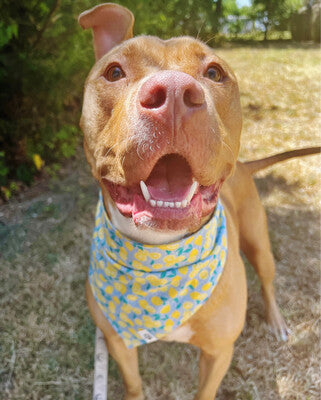 Lemon Dot - Bandana