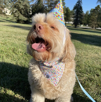 Donuts & Sprinkles - Bandana | Reversible