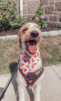 Watermelon | Bandana