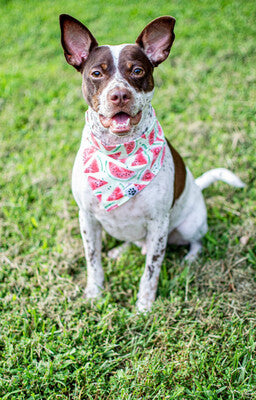 Watermelon | Bandana