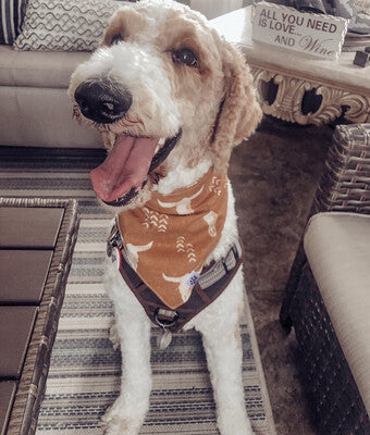 Boho Cow Skulls - Bandana