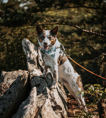 Iced Donuts - Bandana