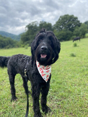 Watermelon | Bandana