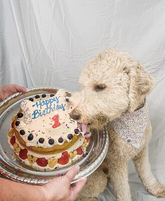 Donuts & Sprinkles - Bandana | Reversible