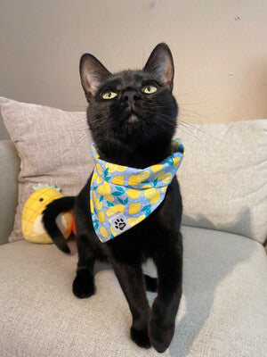 Lemon Dot - Bandana
