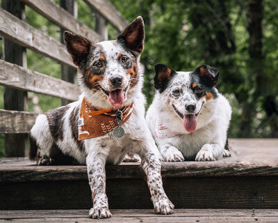Boho Cow Skulls - Bandana