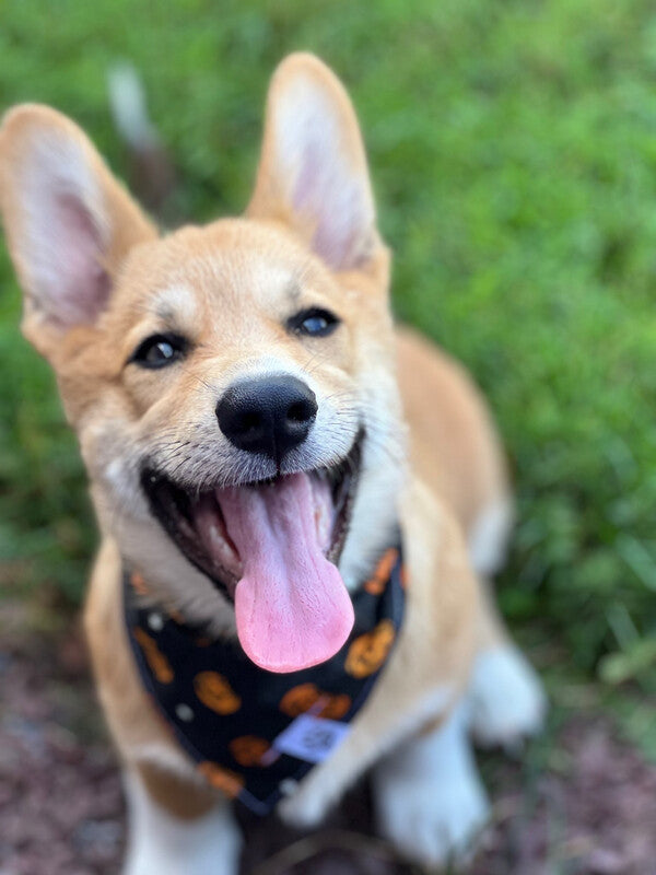Glowing Pumpkins - Bandana