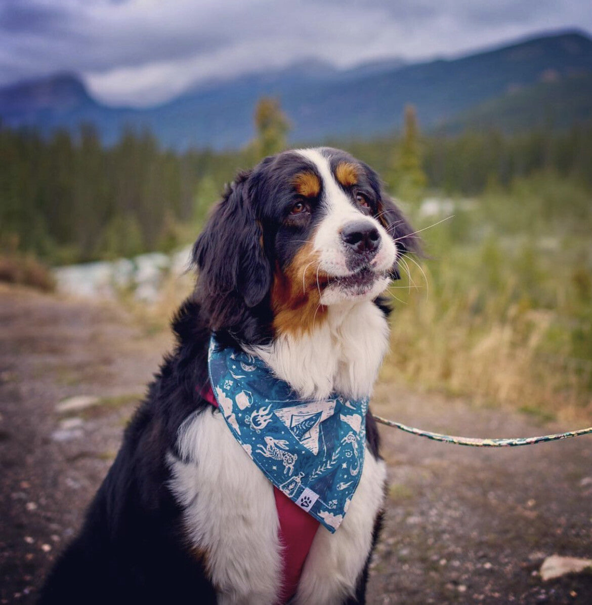 Night Camping - Bandana