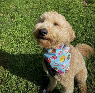 Donuts & Sprinkles - Bandana | Reversible