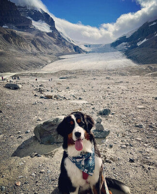 Night Camping - Bandana