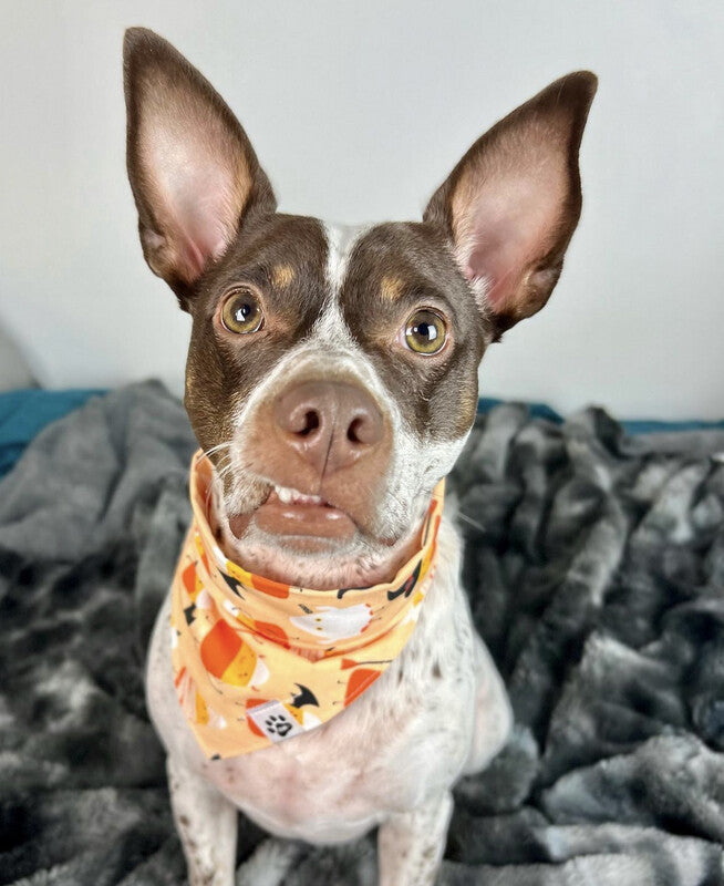 Candy Corn Characters - bandana