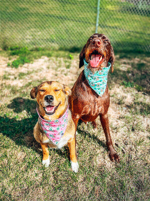 Pink Pup Cup - Bandana