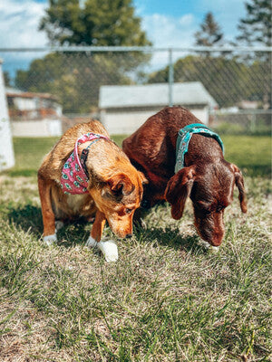 Pink Pup Cup - Bandana