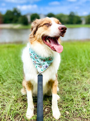 Pup Cup - Bandana
