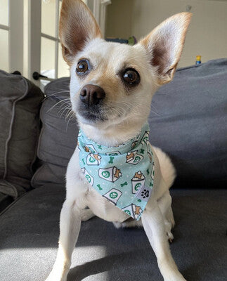 Pup Cup - Bandana